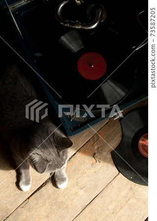 Retro cat enjoying vinyl player music Retro cat enjoying vinyl player music 73587205