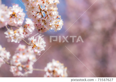 [上]懷舊花園裡的櫻花和藍天[長野縣] 73587627