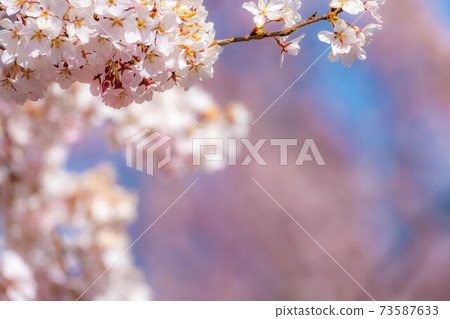 [Up] Cherry blossoms and blue sky in Komoro [Nagano Prefecture] 73587633