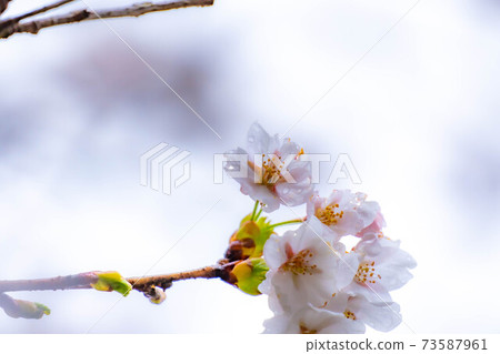 櫻花滴水[長野縣] 73587961