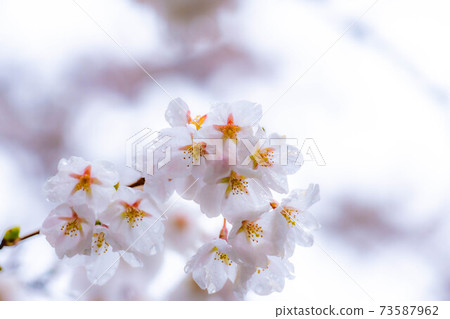 櫻花滴水[長野縣] 73587962