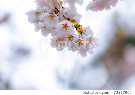 櫻花滴水[長野縣] 73587963