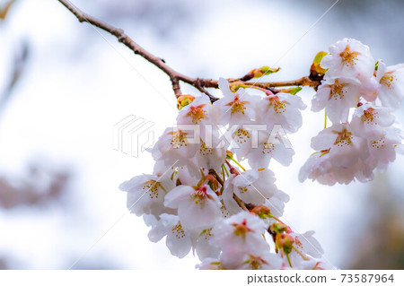 櫻花滴水[長野縣] 73587964