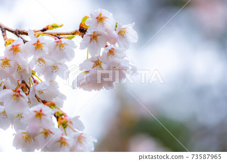 櫻花滴水[長野縣] 73587965