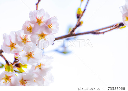 櫻花滴水[長野縣] 73587966