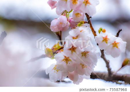 櫻花滴水[長野縣] 73587968