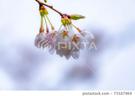 櫻花滴水[長野縣] 73587969
