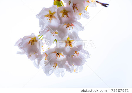 櫻花滴水[長野縣] 73587971