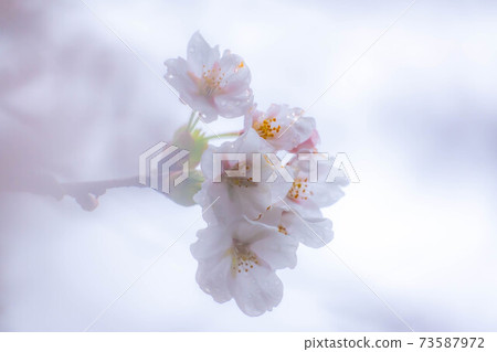 櫻花滴水[長野縣] 73587972