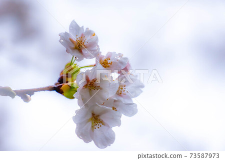 櫻花滴水[長野縣] 73587973