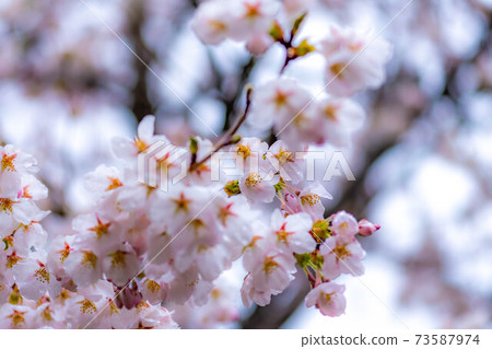 櫻花滴水[長野縣] 73587974