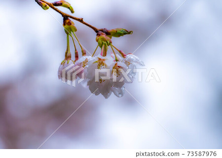 櫻花滴水[長野縣] 73587976