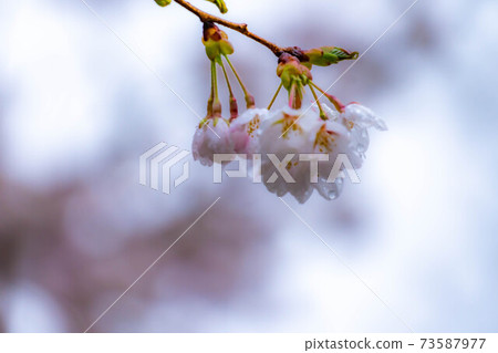 櫻花滴水[長野縣] 73587977