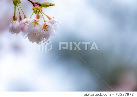 櫻花滴水[長野縣] 73587978