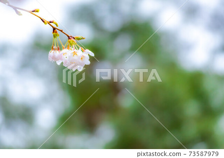 櫻花滴水[長野縣] 73587979