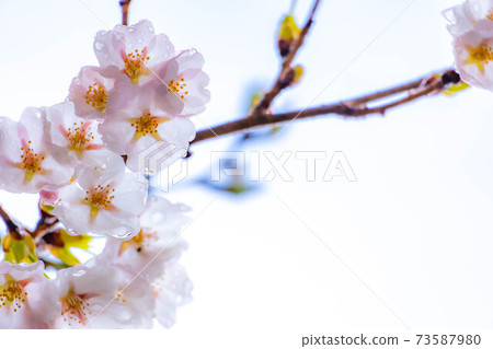 櫻花滴水[長野縣] 73587980