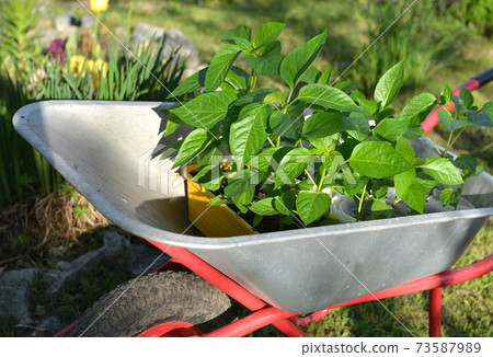 Young sprouts of pepper in garden wagon. Vintage botanical background with plants, home hobby still life with gardening objects and nature. Young sprouts of pepper in garden wagon. Vintage botanical background with plants, home hobby still life with gardening objects and nature. 73587989