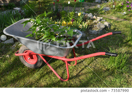 Garden truck with young seedlings of pepper outside. Vintage botanical background with plants, home hobby still life with gardening objects and nature. 73587990