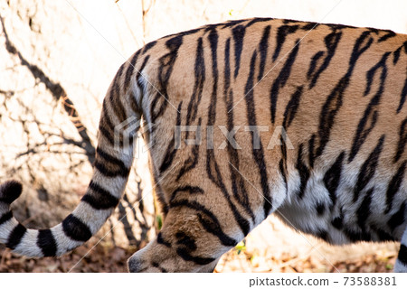 Tiger tail Tiger tail 73588381