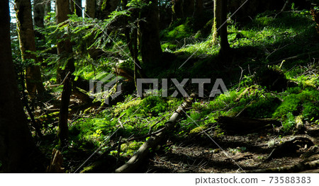 Moss forest 73588383