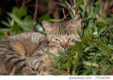 A cat sleeping in the warm sun 73588384