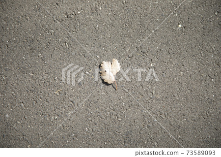 在路的下落的葉子 73589093