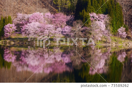 中津湖，夢幻般的櫻花景觀 73589262