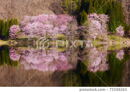 中津湖，夢幻般的櫻花景觀 73589263