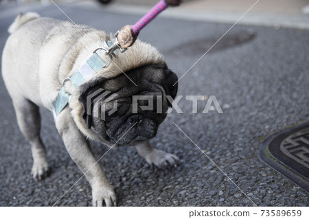 Pug's daily walk Pug's daily walk 73589659