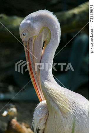 Dalmatian pelican sunbathing on a sunny day Dalmatian pelican sunbathing on a sunny day 73589671