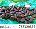 Sorting after picking chestnuts 73589685