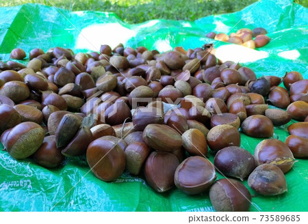 Sorting after picking chestnuts Sorting after picking chestnuts 73589685