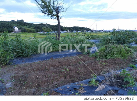 Weeding the field after shaving 73589688