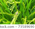 Stink bug on the ear of rice 73589690