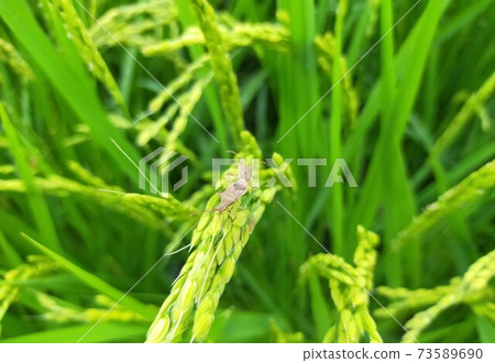 Stink bug on the ear of rice 73589690
