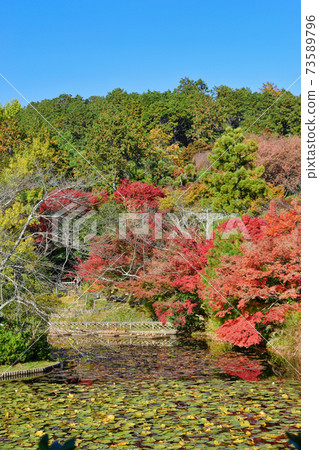 Kyoyo Pond at Ryoanji Temple with beautiful autumn colors 73589796