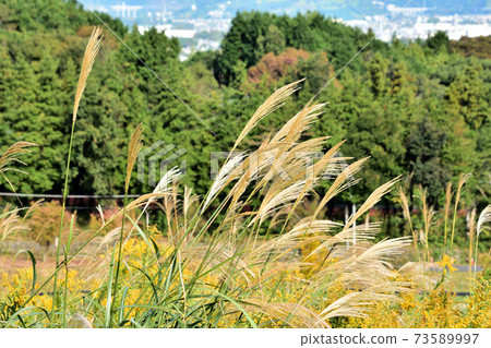 Odawara Suwanohara Park Japanese pampas grass 73589997