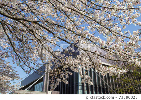 Take a picture of the Okayama Prefectural Library with a feeling that makes Sakura stand out on a sunny spring day Take a picture of the Okayama Prefectural Library with a feeling that makes Sakura stand out on a sunny spring day 73590023