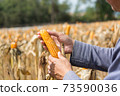 Closeup Ripe feed Corn Cob Hold in Hand of Farmer or Cultivator in Dry Corn Field 73590036