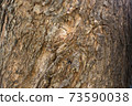 Aged Tree bark background texture 73590038
