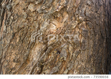 Aged Tree bark background texture 73590038