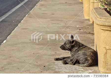 A stray old dog sunbathing by the footpath in the morning sun. 73590364