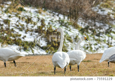 Swan Swan 73591229
