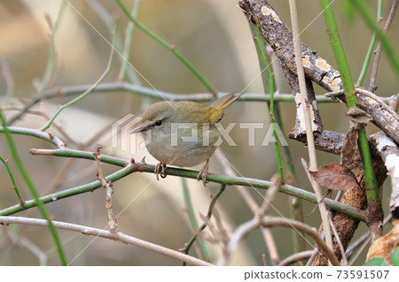 Warbler Spring Warbler Uguisu Warbler Spring Warbler Uguisu 73591507