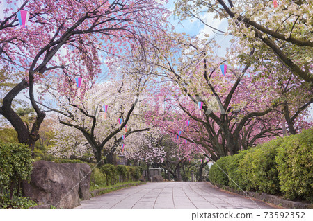 [東京王子]在明日香山公園盛開的櫻花樹排。 73592352