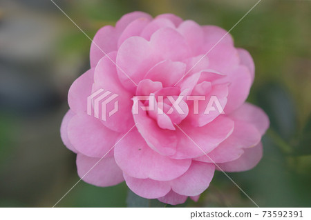 山茶花(山茶花) 山茶花(山茶花) 73592391