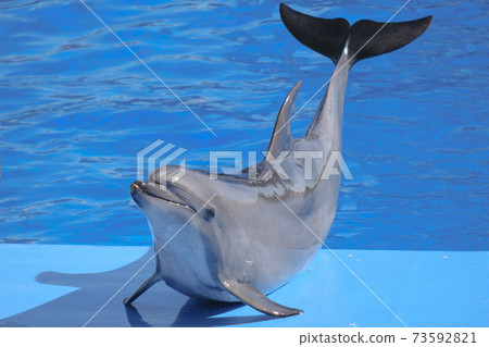名古屋港水族館海豚 73592821