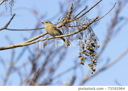 黃尾鴝 黃尾鴝 73592964