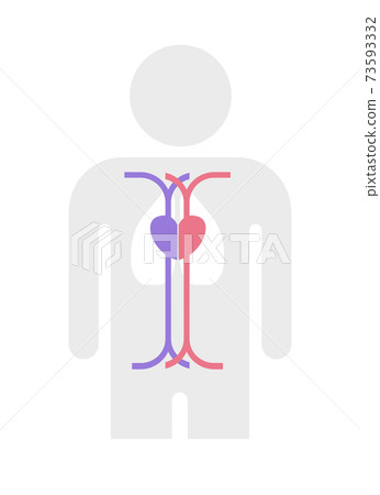 動脈和靜脈的簡化的人體輪廓矢量圖 73593332