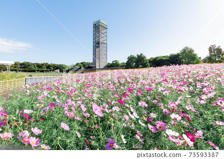 Hamamatsu City Hamanako Garden Park Cosmos Field Hamamatsu City Hamanako Garden Park Cosmos Field 73593387
